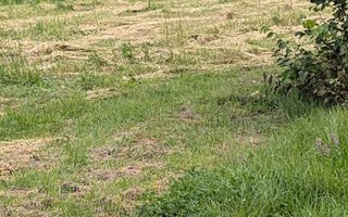 Teren intravilan 7727 mp-Parcelabil-utilitati-Bistrita Bargaului - Poză 2