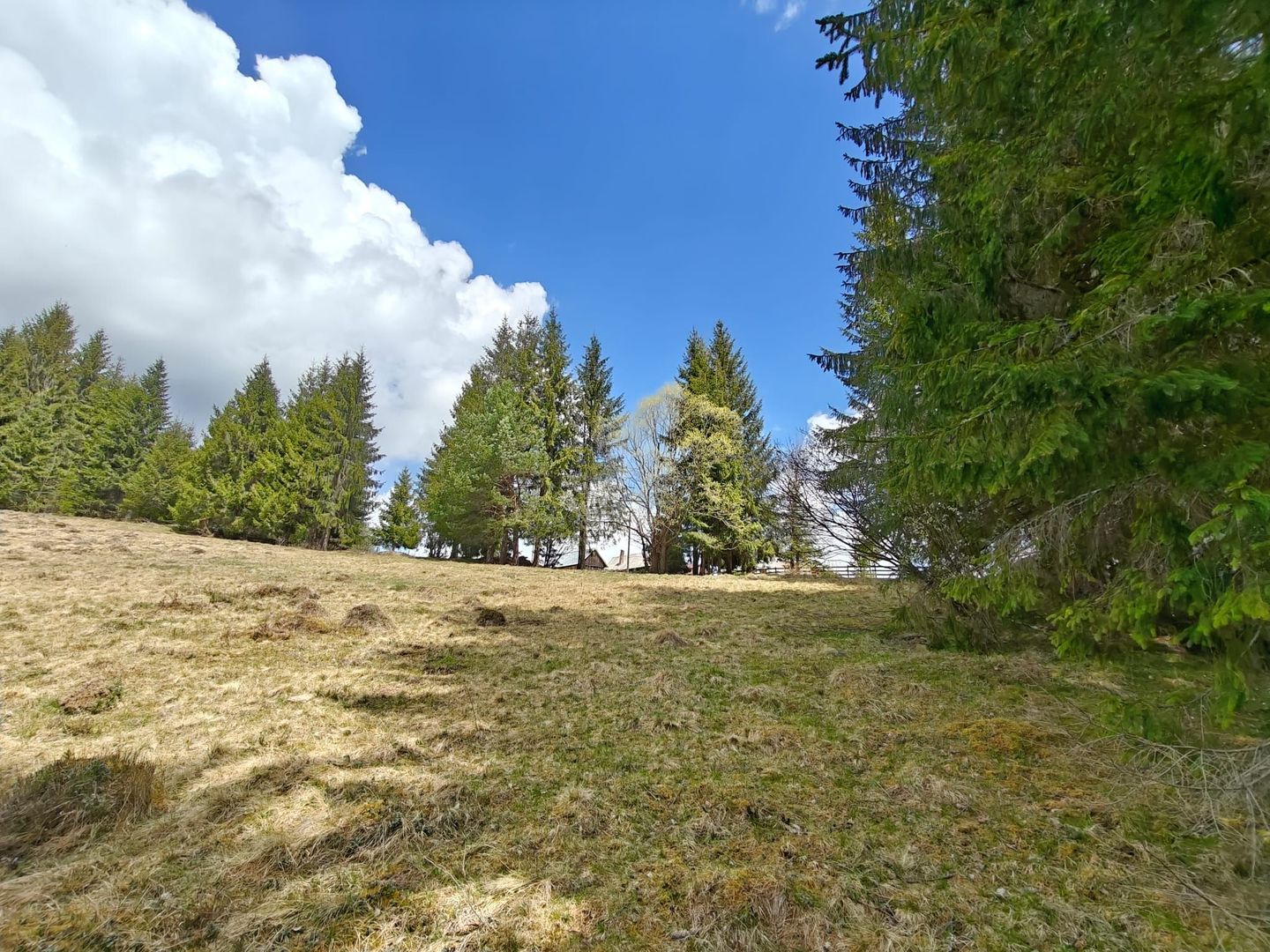 Teren intravilan, 1500 mp, Dealu Botii, com Belis, Comision 0 - Poză 3