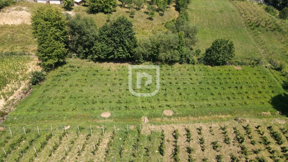 Ferma agricola, plantatii de mure, trandafiri, vita-de-vie - Poză 2