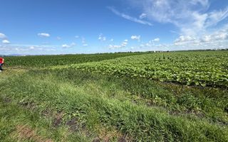 Teren extravilan de vânzare | Rădăuți | 4.000 mp - Poză 2