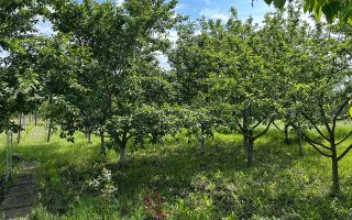 Vânzare, casă,115 mp + 18 ari, sat Corlăteni, Rîșcani - Poză 17