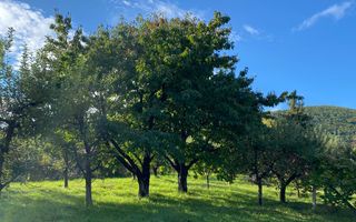 Teren intravilan 2100 mp - Valea Avligului - Sibiu - Poză 3