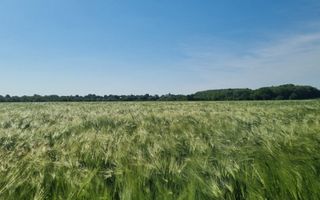 Ferma de Cultura Mare 1100 HA - Poză 11