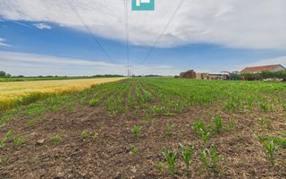 Teren extravilan 5000 mp, Arad - Poză 13