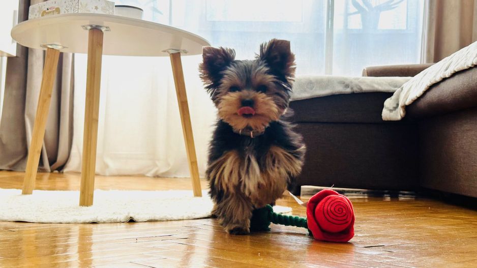 Kiko isi vinde primul camin | 3 camere | P-ta Iuliu Maniu - Poză 1