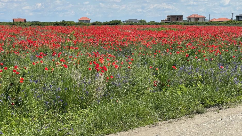 Teren Remetea Mare 720mp -2 fronturi I - Poză 1