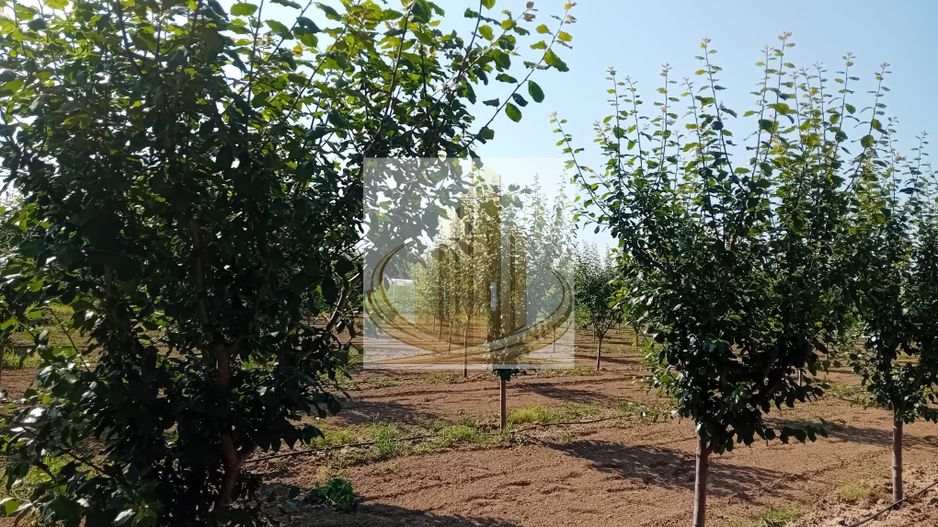 Vand/Schimb Livada Belint 16000mp - Poză 13