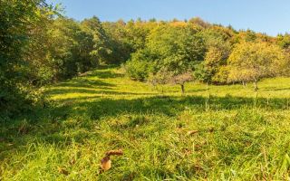 Teren | Intravilan | 2439 MPU | Fântânele - Poză 1