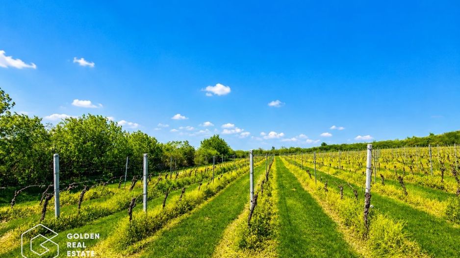 1,35 hectare vie pe rod (Cabernet si Merlot), Siria - Poză 1