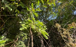 Teren Intravilan ***418mp*** posibilitate constructie S+P+2E+3ER // Floreasca - Poză 7