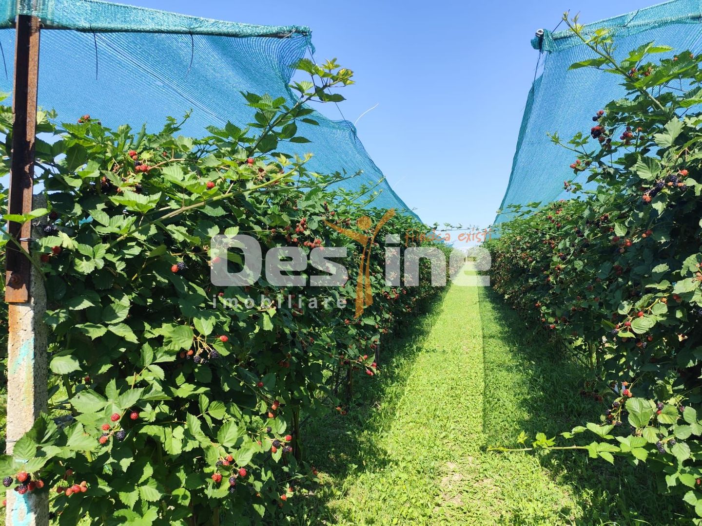 Plantatie de Muri Baicoi 10.000 mp Afacere la cheie! - Poză 11