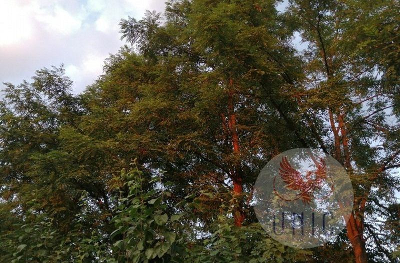 Casa 4 camere, Prejba - Poză 13