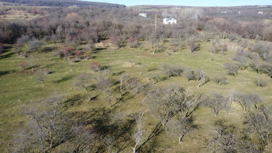 Teren 20.146 mp Dâmbu Rotund (Lomb).Extravilan.Potențial rezidențial - Poză 10