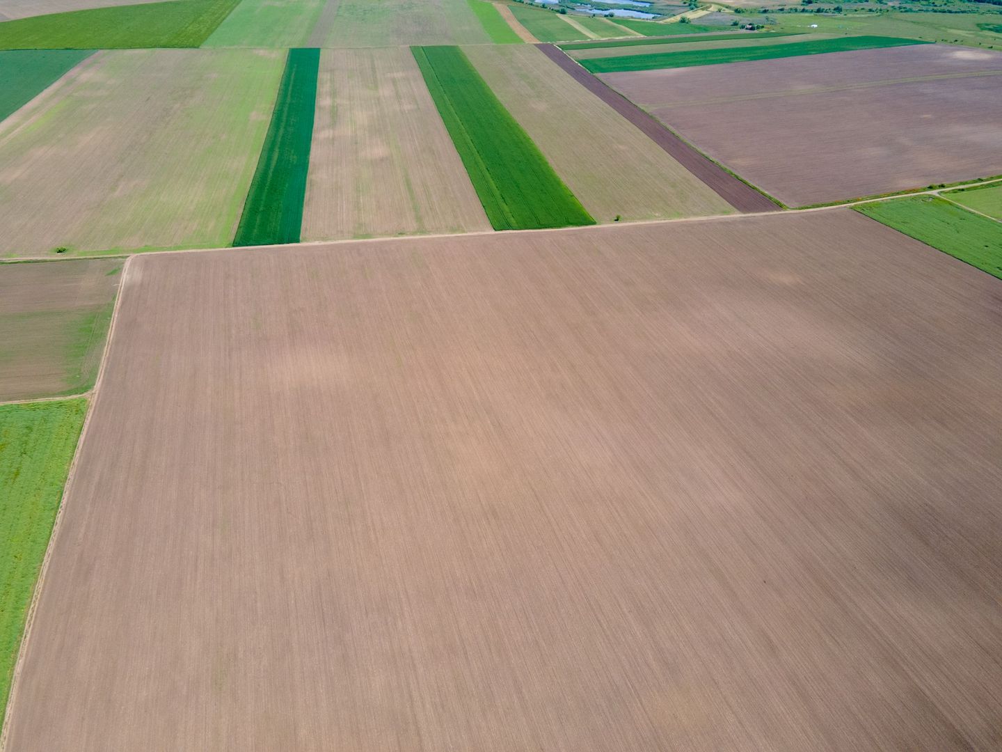 Teren de 5Ha în Satchinez. - Poză 5