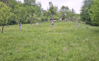 Domeniu Premium 1.7 Ha Intravilan Zărnești | Lizieră Pădure | Ideal Resort - Poză 5