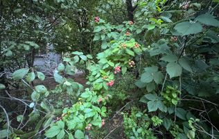 Teren și casă de vânzare în Miercurea Ciuc, zona L1u (strada Leliceni)