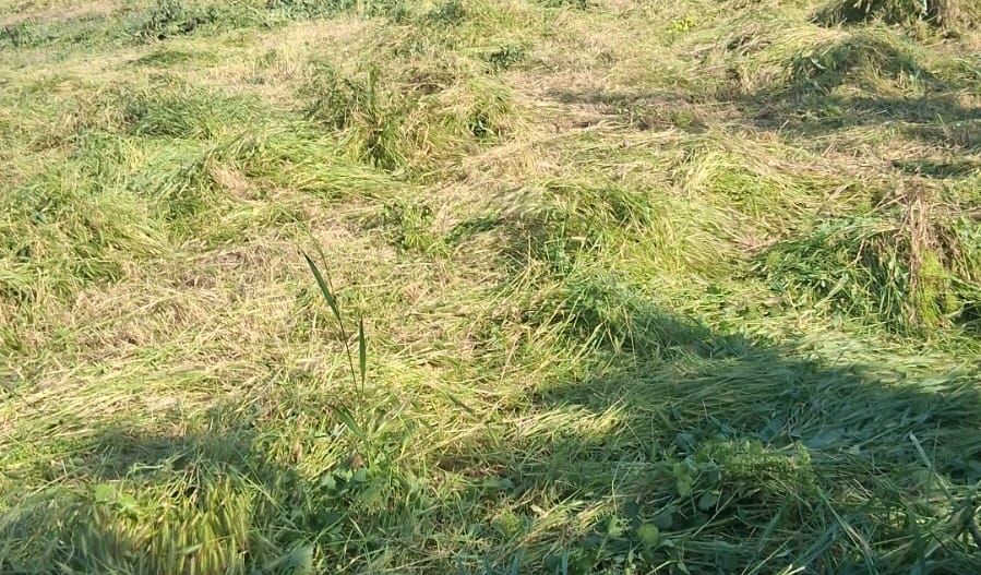 Casă cu teren de 1.470 mp de vânzare – Fântânele, Scânteiești - Poză 9