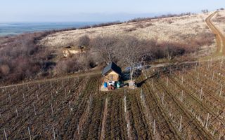 Vita-de-vie Premium  teren de 6800 mp în Covăsinț - Poză 9