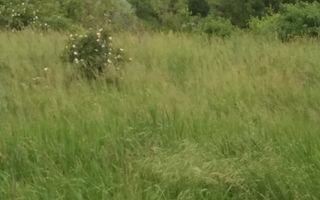 Teren Buftea cu iesire la lac - Poză 13