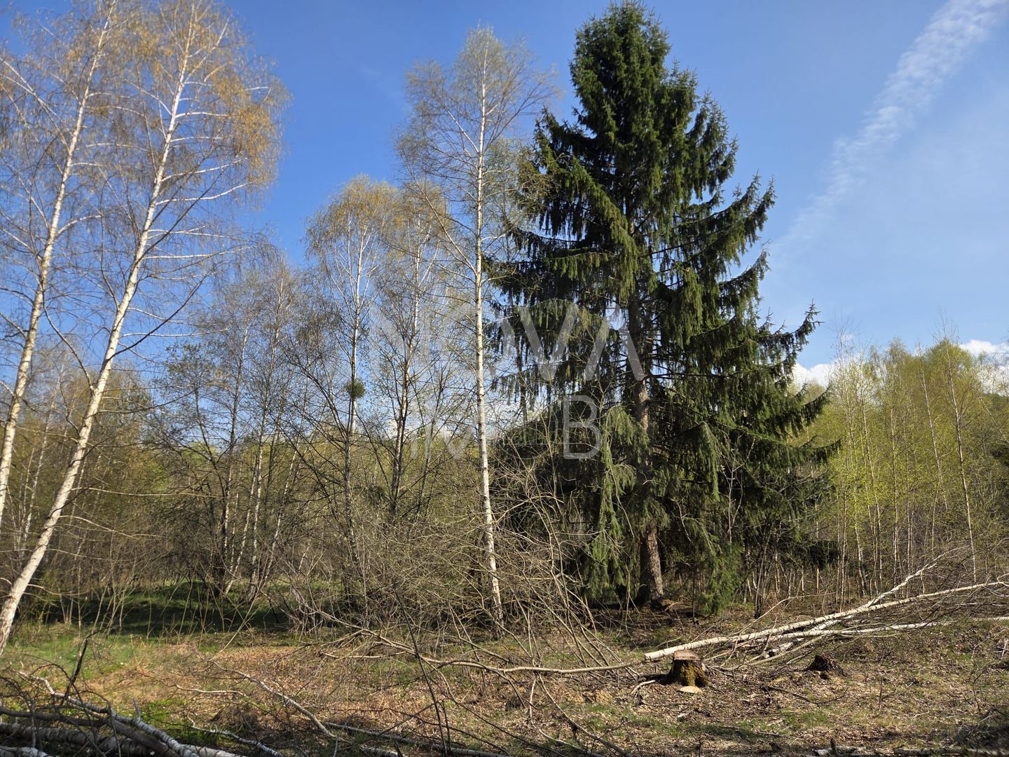 Teren intravilan de vanzare - Vistisoara - Poză 8