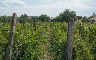 Teren intravilan de vânzare în Războieni, comuna Ion Neculce, Iași - Poză 1