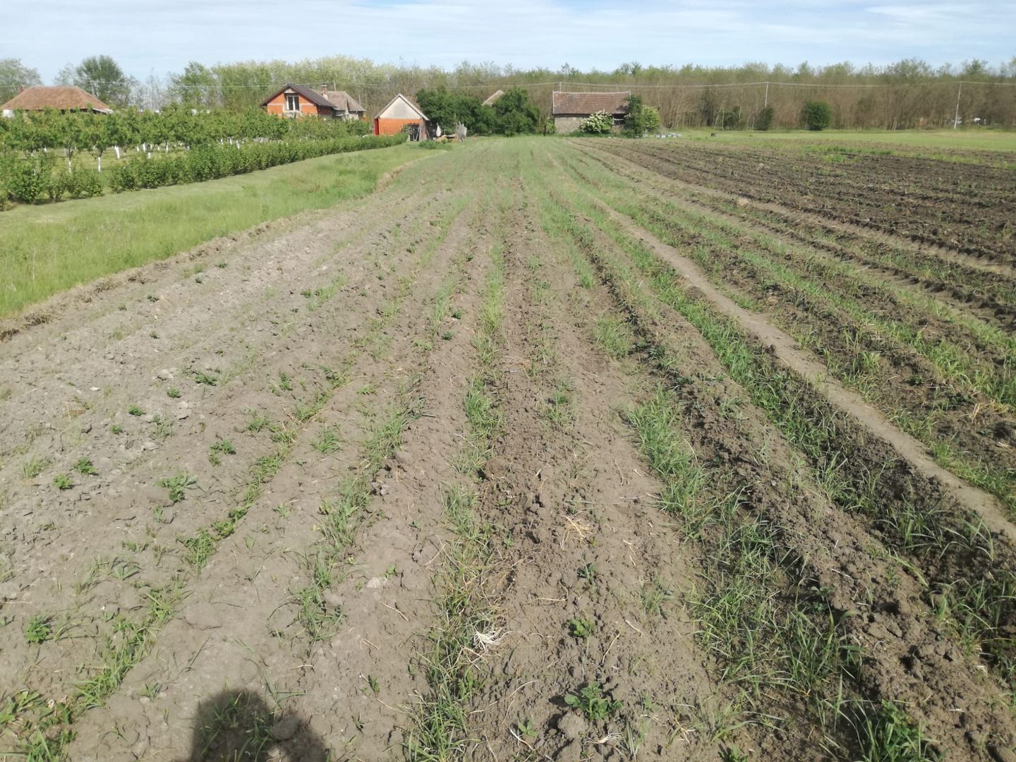 Ag BRASADAS vinde casa LOCUIBILA 3 cam teren 5.000 mp HOREA. - Poză 7