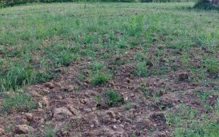 Teren intravilan cu casă, Harlau, Iași - 3890 mp, acces direct din strada Stejari - Poză 2