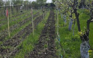Teren intravilan 1500 mp, Tomesti – Chicerea, 10 km de Iasi, utilitati la limita - Poză 7