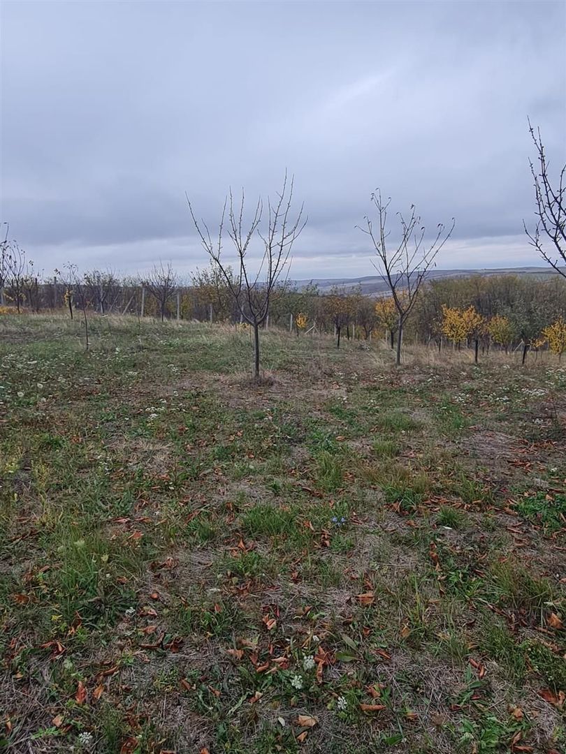 Teren Cetariu 9900 mp - Poză 5