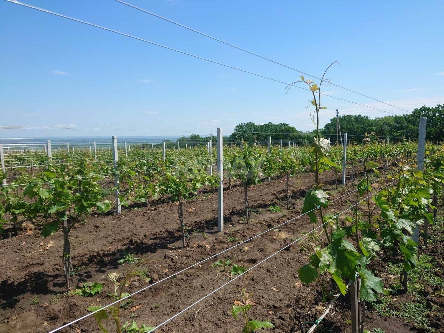 Plantație de viță-de-vie 5,7 ha  investiție cu recuperare rapidă - Poză 6