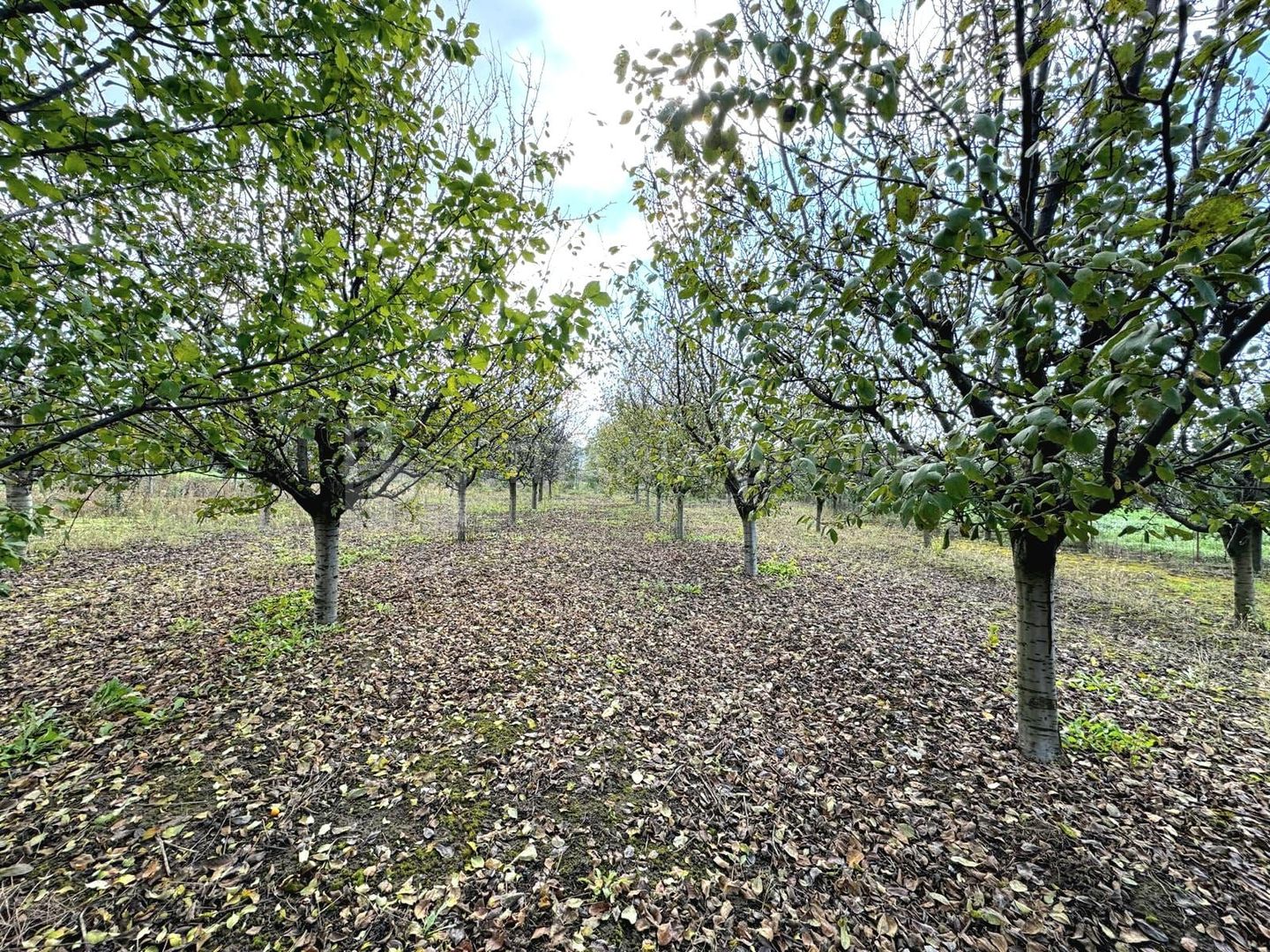 Livada+gradina, teren intravilan 2902mp, Damienesti-Bacau, comision 0 - Poză 8