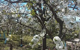 Vila 9 camere***gradina cu pomi fructiferi//1085 mp teren***Dragomiresti-Deal - Poză 20