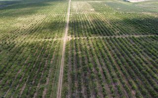 Ferma pomicola cu teren livada 270 ha - Timis - Poză 1