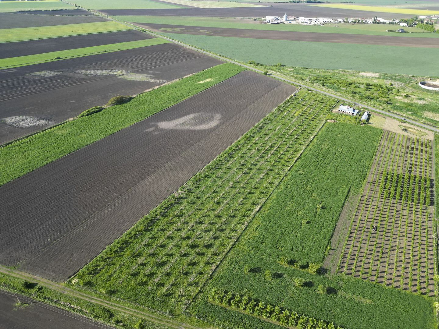 Livadă de nuci și pruni 2.4ha în Variașul Mare - Poză 21