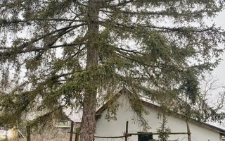 Casă din cărămidă | Teren 2000 mp|Anexe tradiționale | Bojt - Poză 11