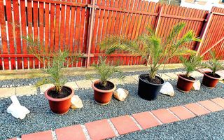 Casa individuala - Dumbravita - Poză 15