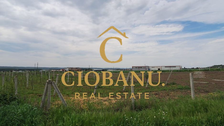 Teren intravilan cu PLANTATIE DE GOJII de vanzare in Racari - Poză 25