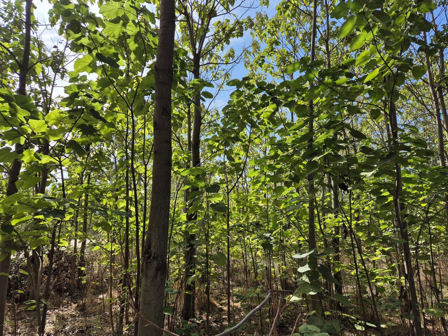 Casa P+1 din lemn - Mihailesti - Poză 25