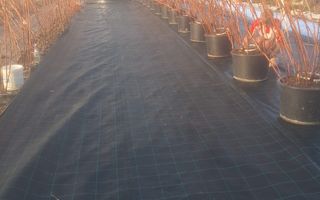 Afacere agricolă la cheie | Plantație afine | Solarii | 18.800 mp - Poză 7