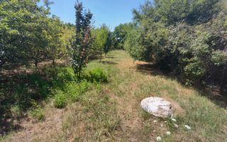 Spatiu industrial zona Sud-Arad - Poză 24