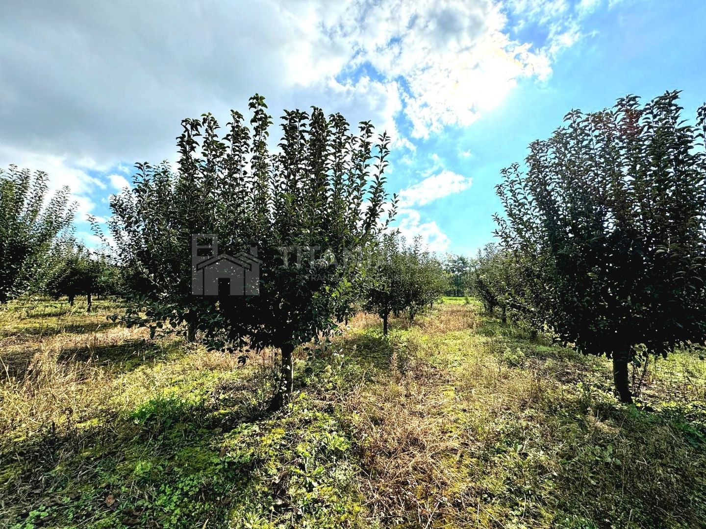 Livada+gradina, teren intravilan 2902mp, Damienesti-Bacau, comision 0 - Poză 6