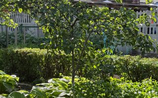 Casă de vânzare 4 camere - zona centrală, Bistrita - Poză 12