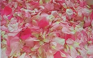 TEREN CU PLANTAȚIE DE TRANDAFIRI ,,ROSA DAMASCENA,\ \CARANSEBEȘ\JUD.CS - Poză 14