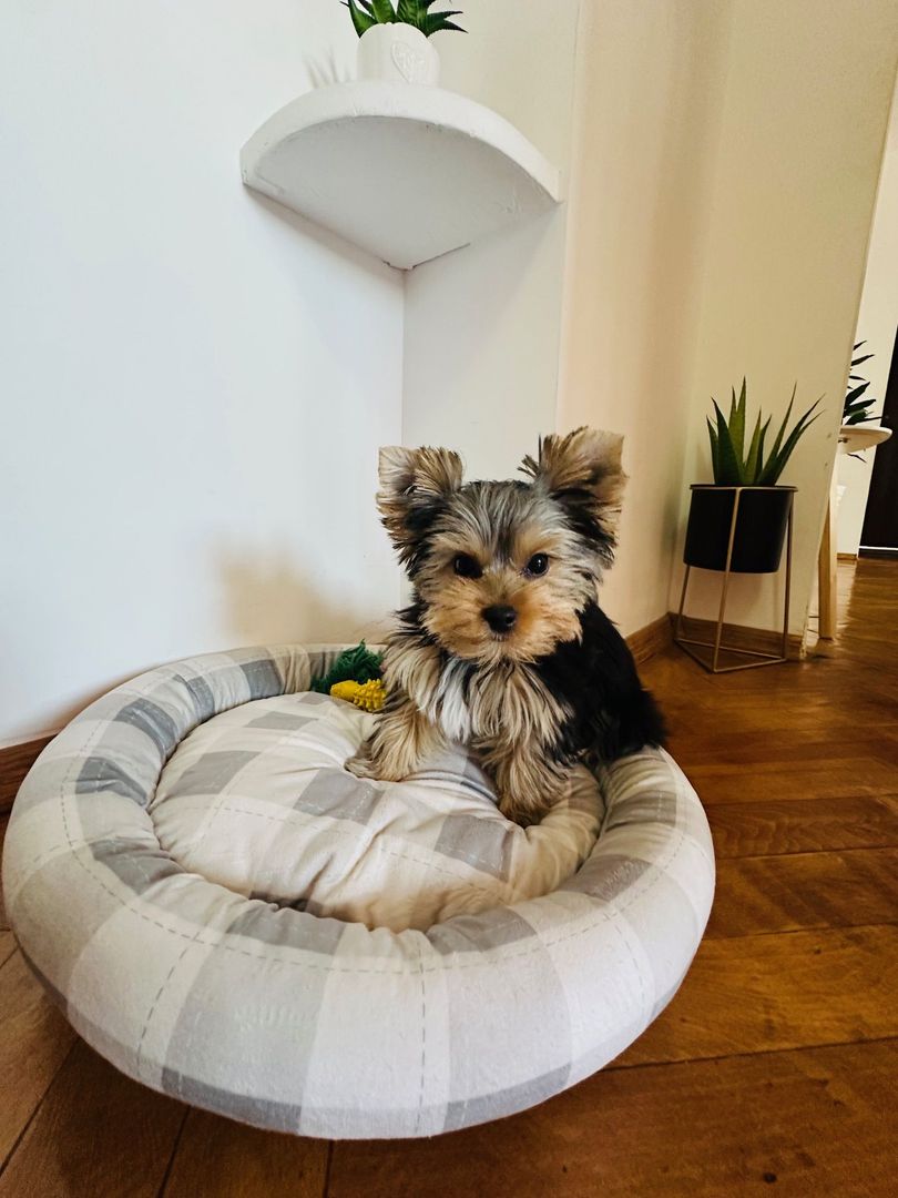 Kiko isi vinde primul camin | 3 camere | P-ta Iuliu Maniu - Poză 11