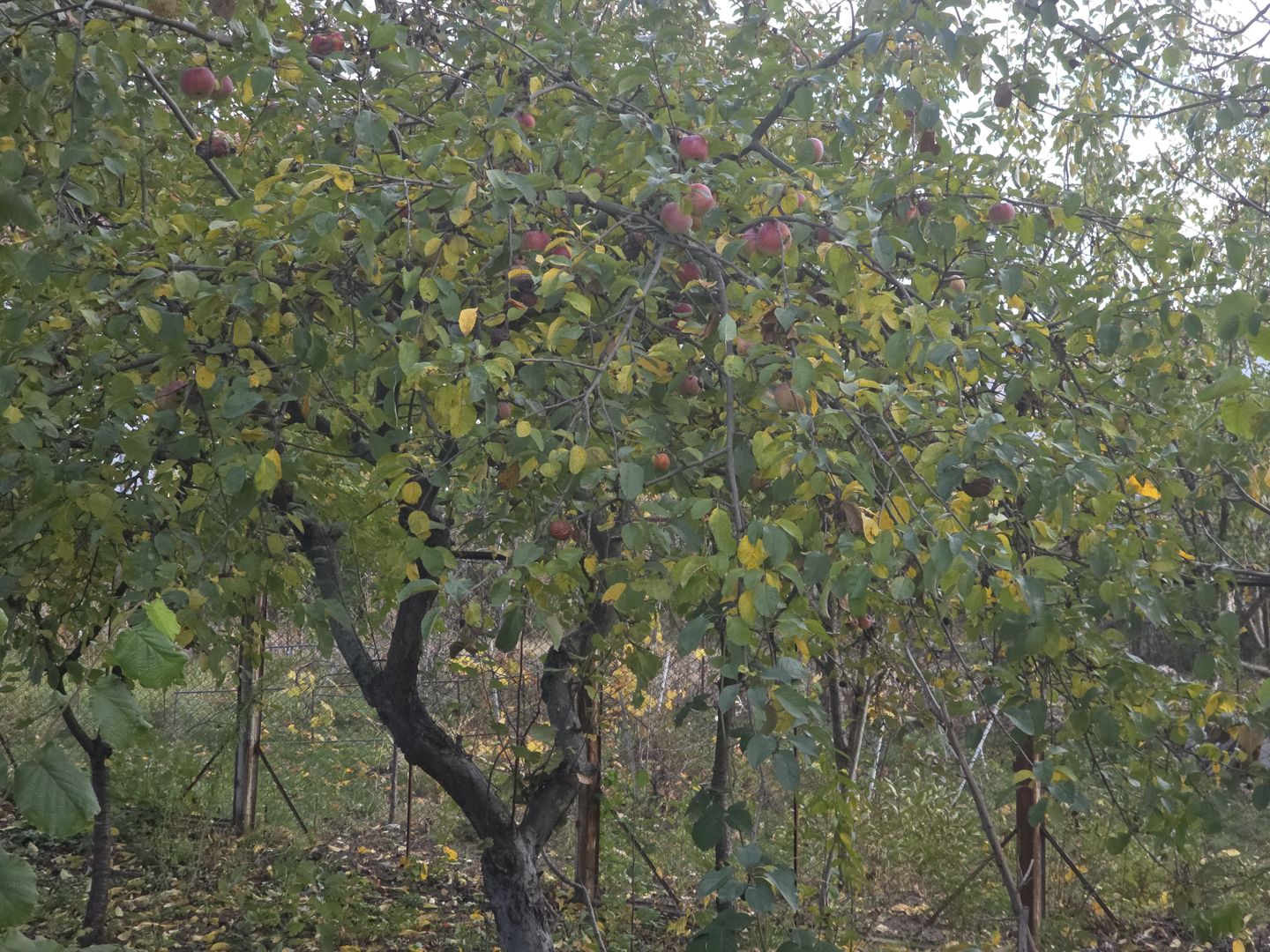 Casa vacanta zona colinara la 5 minute de municipiul Targoviste - Poză 8