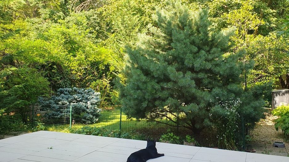 Vanzare vila 5 camere | Langa padure | Bucuresti | Baneasa - Poză 3