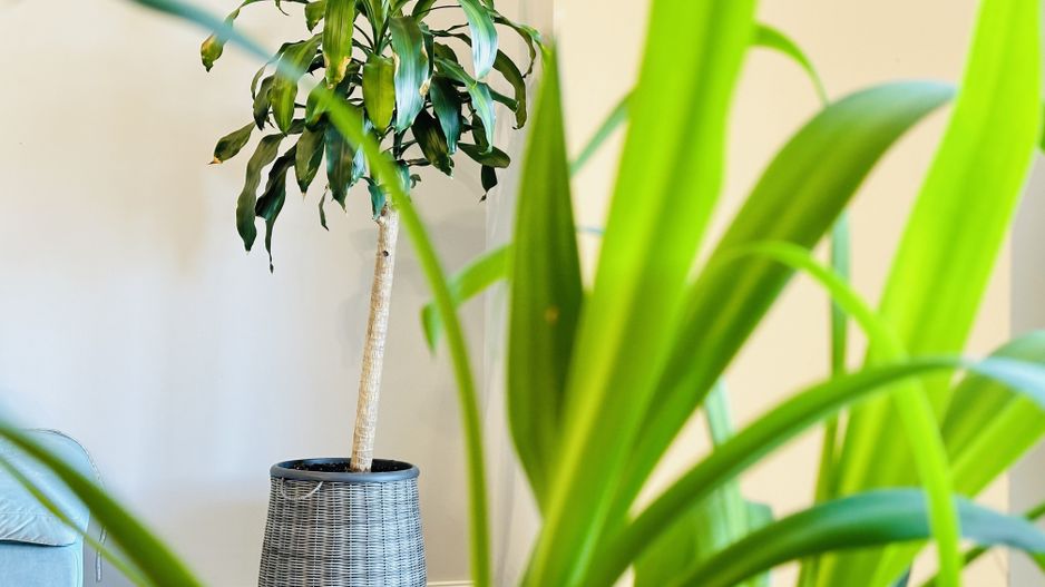 INCHIRIAT - Casa Sacalaz - Segmentul Premium | 2 dormitoare & 2 bai, 88 mp - Poză 5