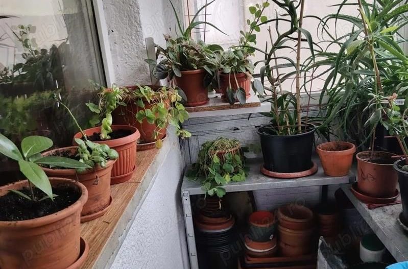 Apartament 4 camere Steaua etaj 1 - Poză 10