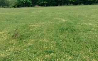 Teren intravilan 7.200 m2, Bordea, Grajduri, ideal case/ investitie - Poză 6