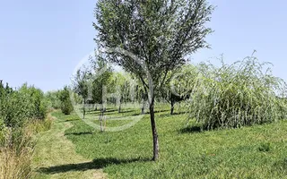 De vanzare BALTA DE PESCUIT, 3,80 ha, cabana din busteni, langa Vama Bors, Bihor - Poză 23